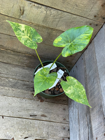 Alocasia Gageana Aurea Variegated AE71