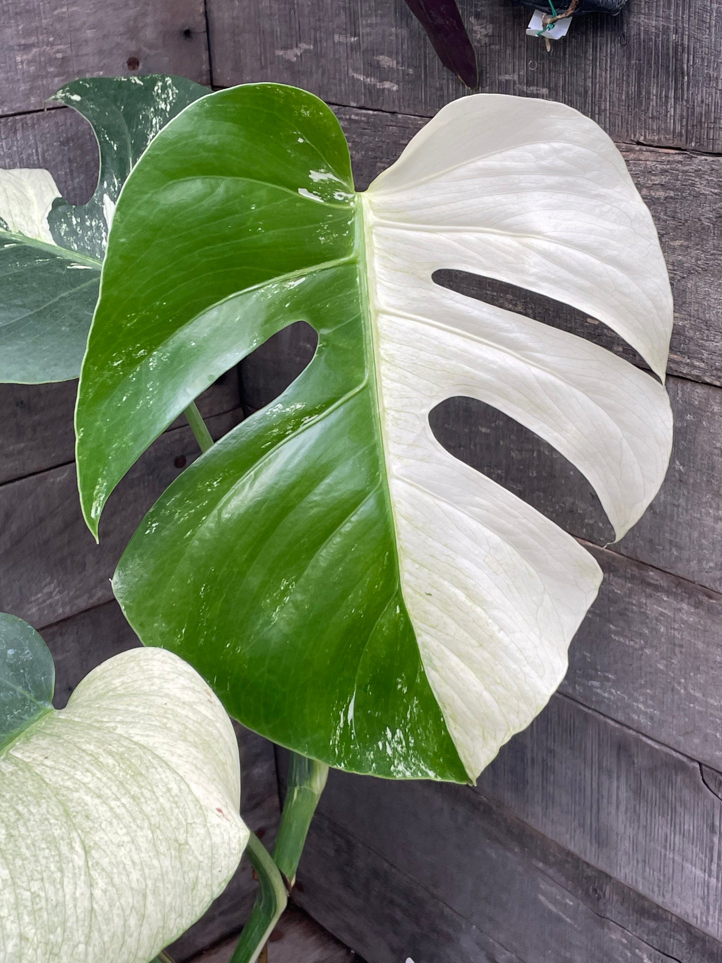 Monstera Deliciosa Mint Variegated AC79