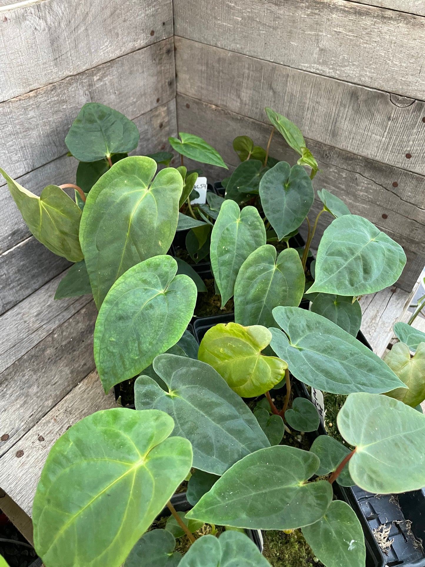 Anthurium Papillilaminum x Blue Papillilaminum