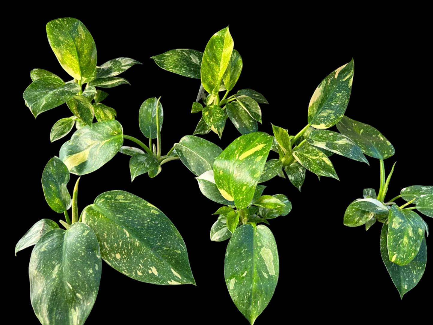 Philodendron Green Congo Nuclear
