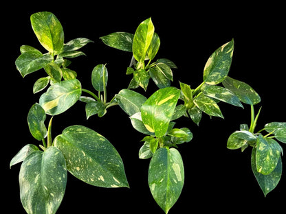 Philodendron Green Congo Nuclear