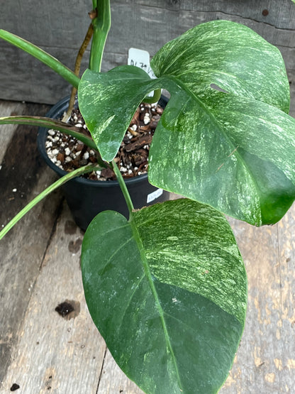 Monstera Deliciosa Mint Variegated AC79