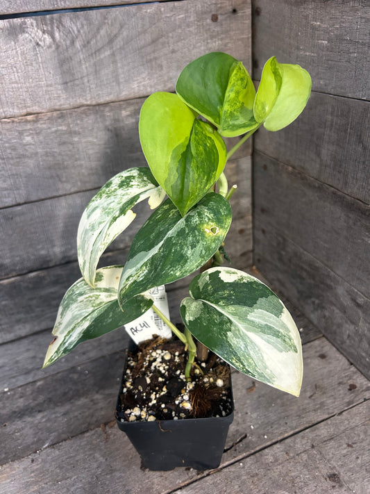 Custom Order- C. Carr