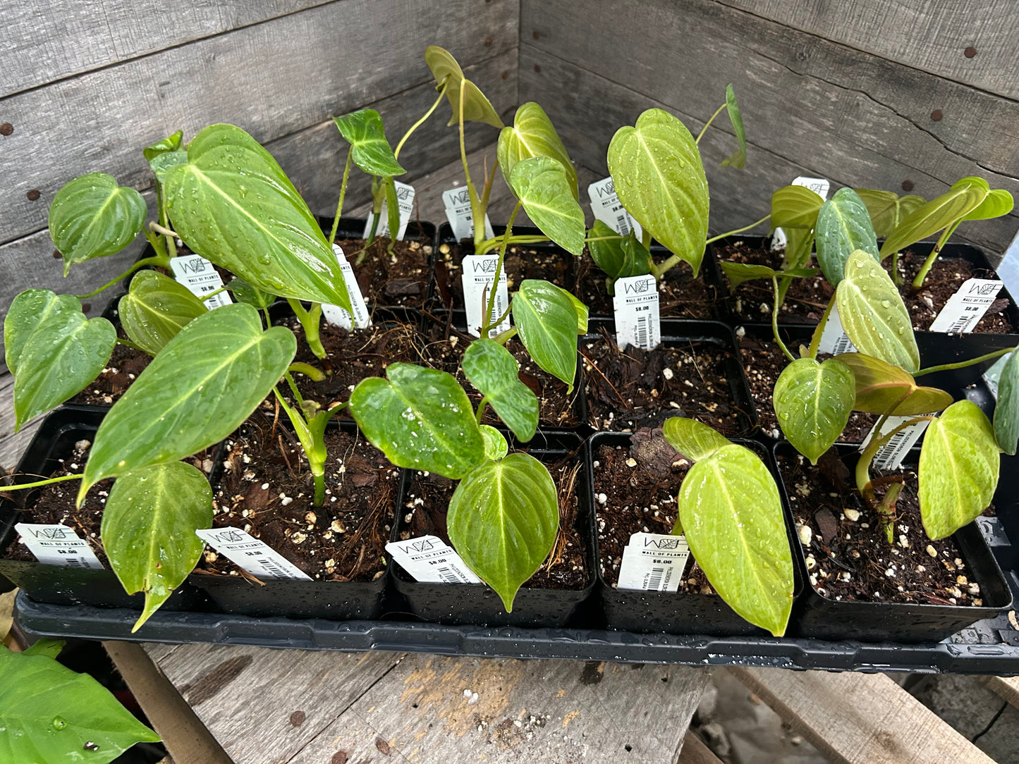 Custom Order- B. Schirf