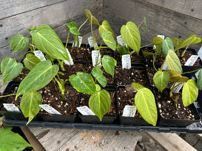 Custom Order- B. Schirf