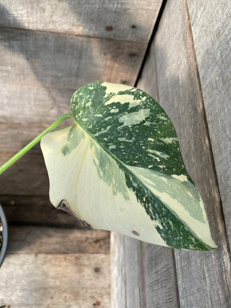 Monstera Thai Constellation 'Creme Brule'