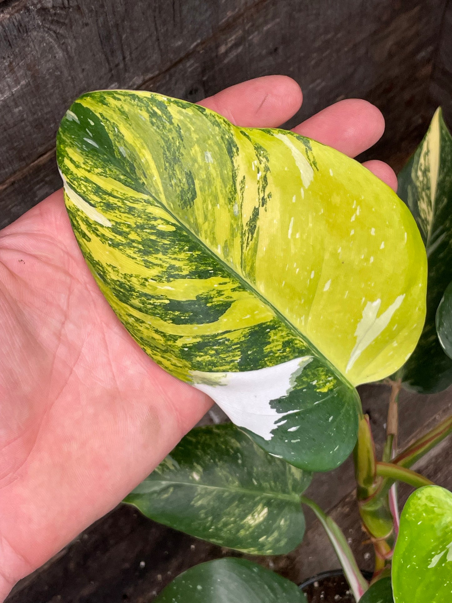 Philodendron White Princess Aurea Tricolor AA03