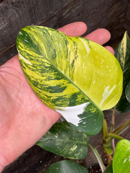Philodendron White Princess Aurea Tricolor AA03