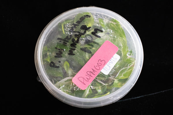 Philodendron White Princess Marble Tissue Culture Pack