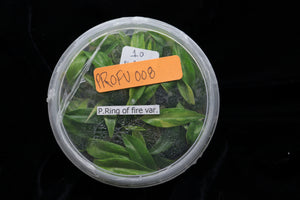 Philodendron Ring of Fire Variegata Tissue Culture Pack