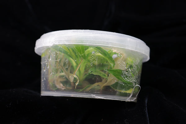 Philodendron Ring of Fire Variegata Tissue Culture Pack