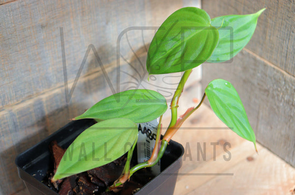 Philodendron Nangaritense 'Fuzzy Petiole'