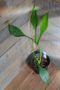 Philodendron Joepii