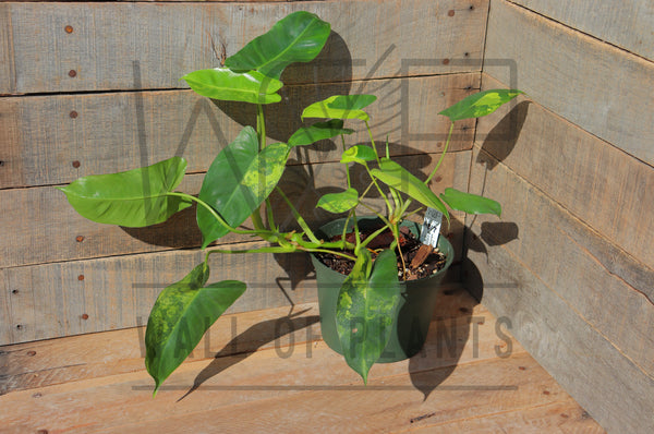 Philodendron Burle Marx Variegata