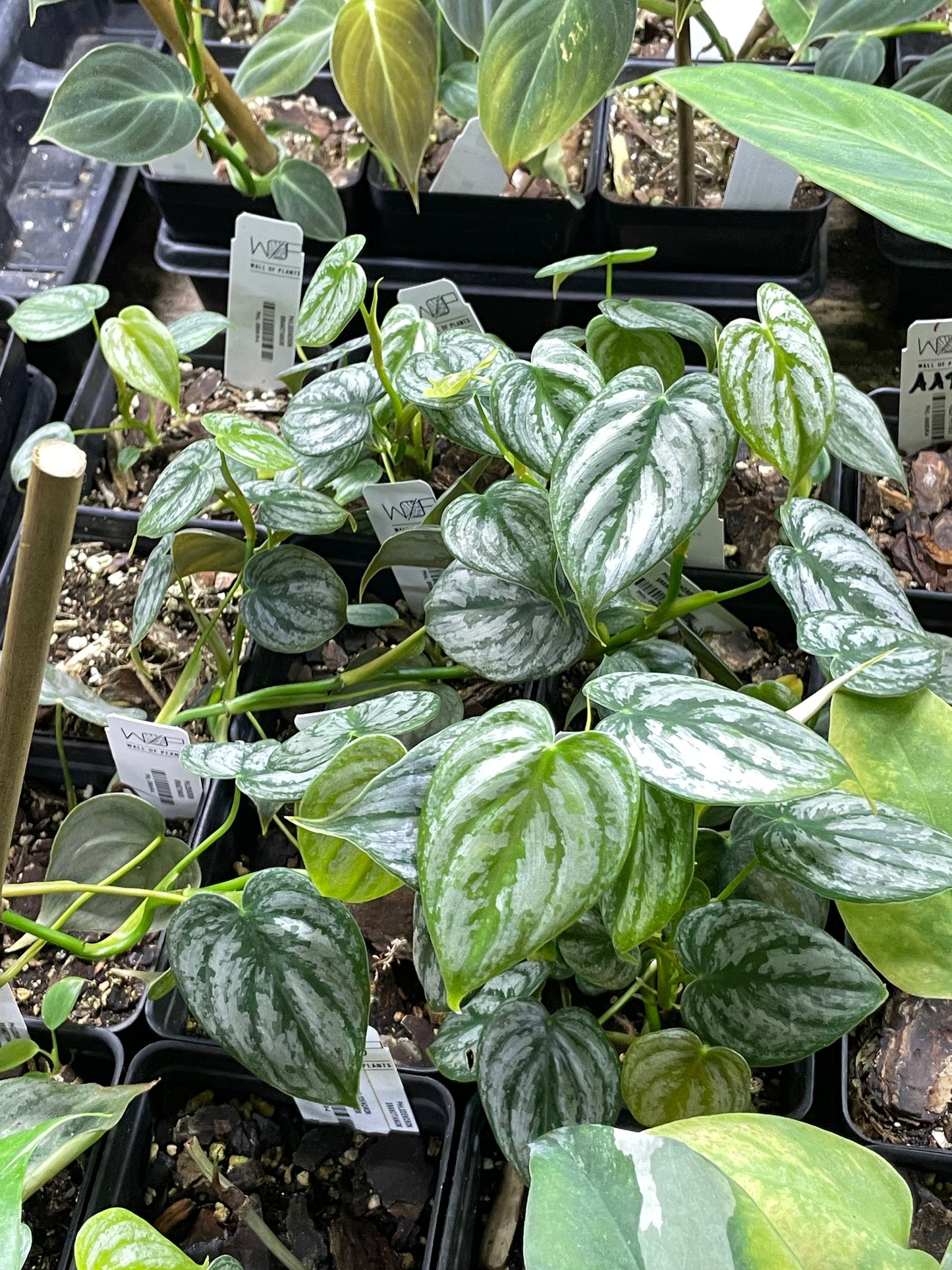 A group of Philodendron Brandtianum plants with heart-shaped leaves dusted with silver patches, growing in a nursery setting.
