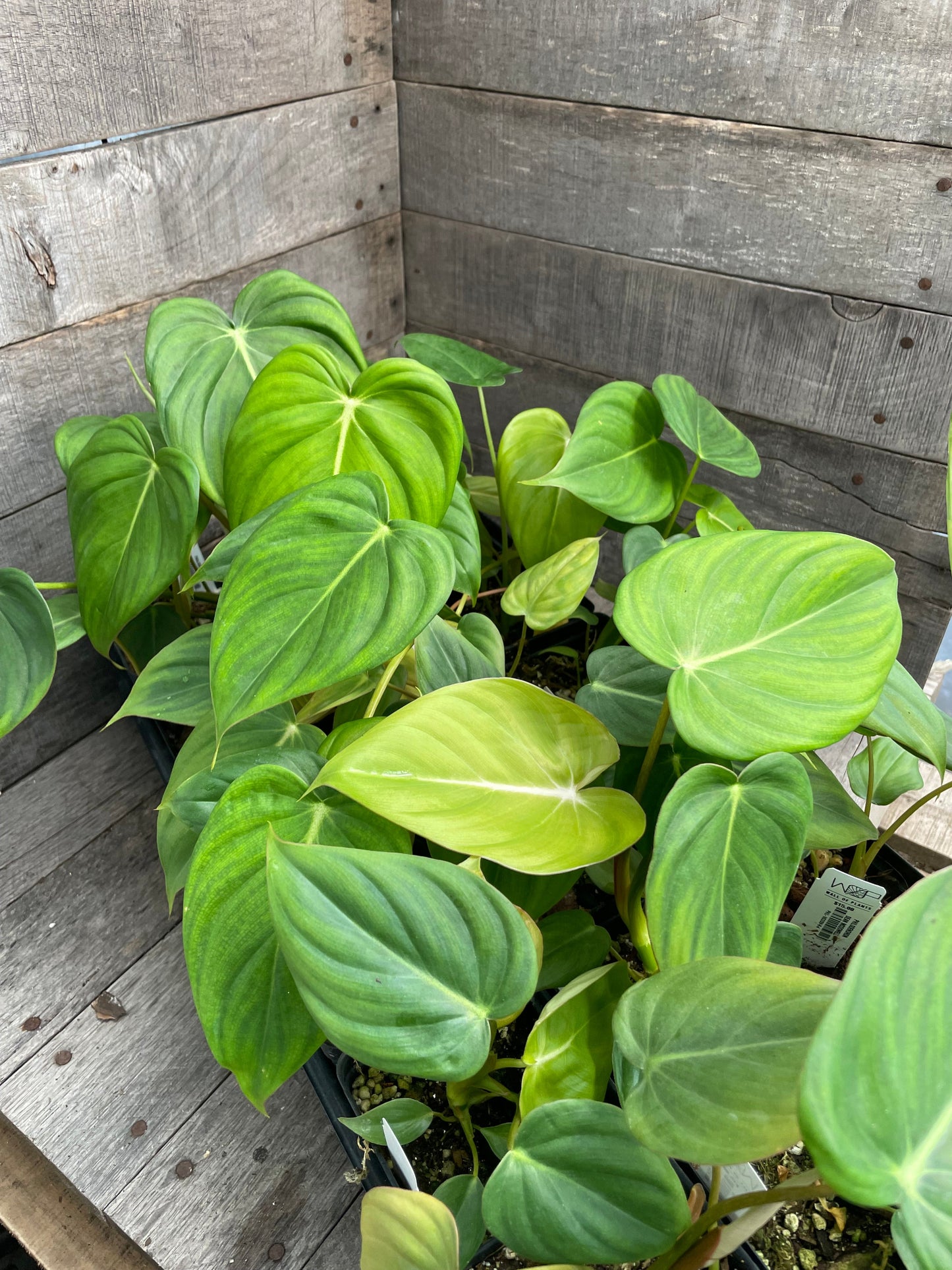 Philodendron Dean McDowell