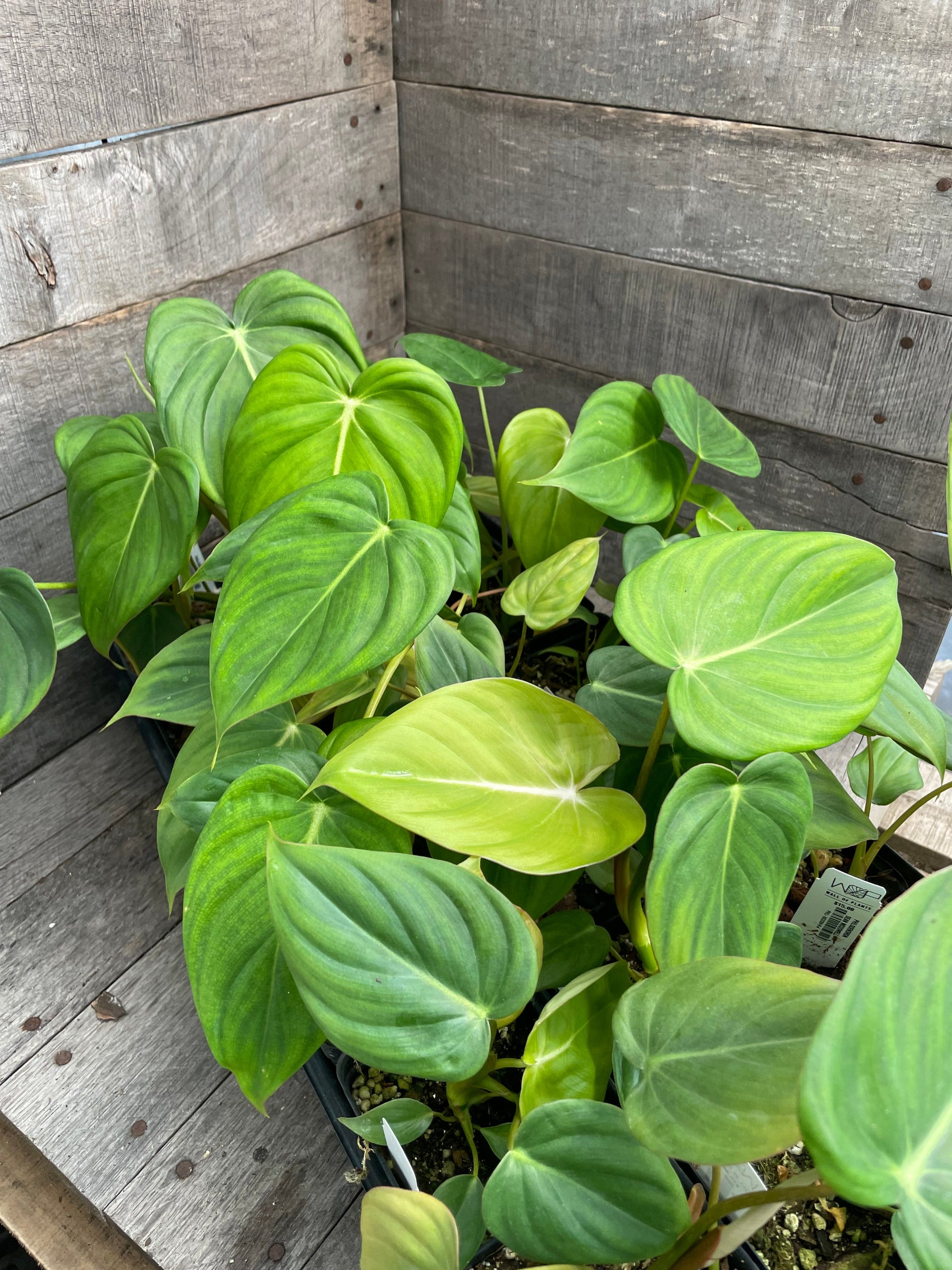 Philodendron Dean McDowell