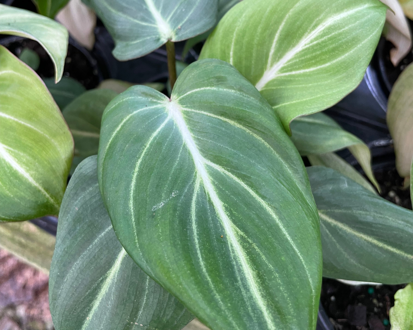 Philodendron Gloriosum