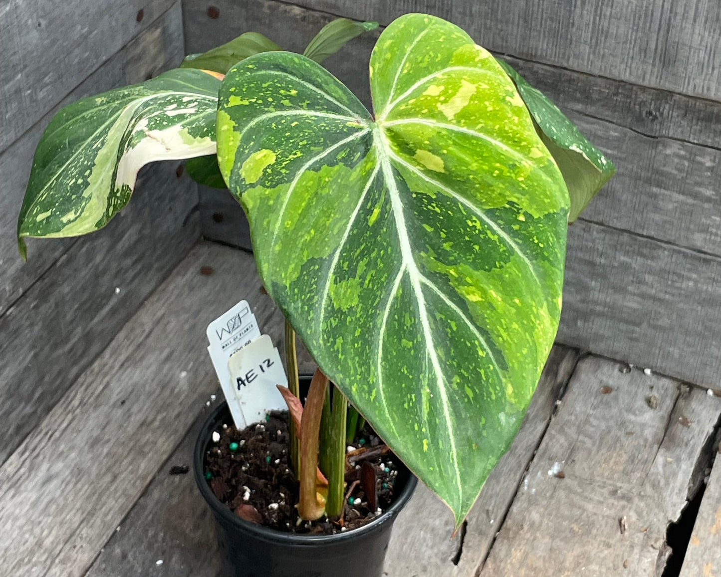 Philodendron Gloriosum