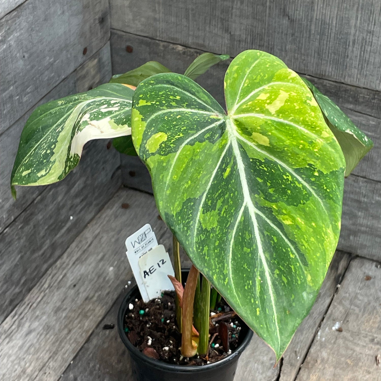 Philodendron Gloriosum Tricolor