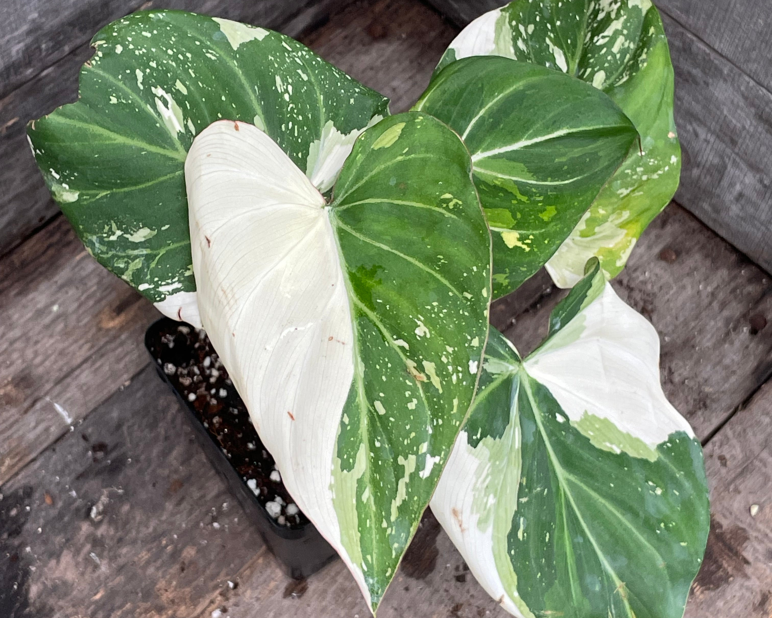 Philodendron Gloriosum Tricolor