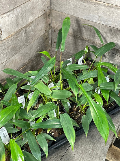joepii philodendron Philodendron Joepii – Wall of Plants