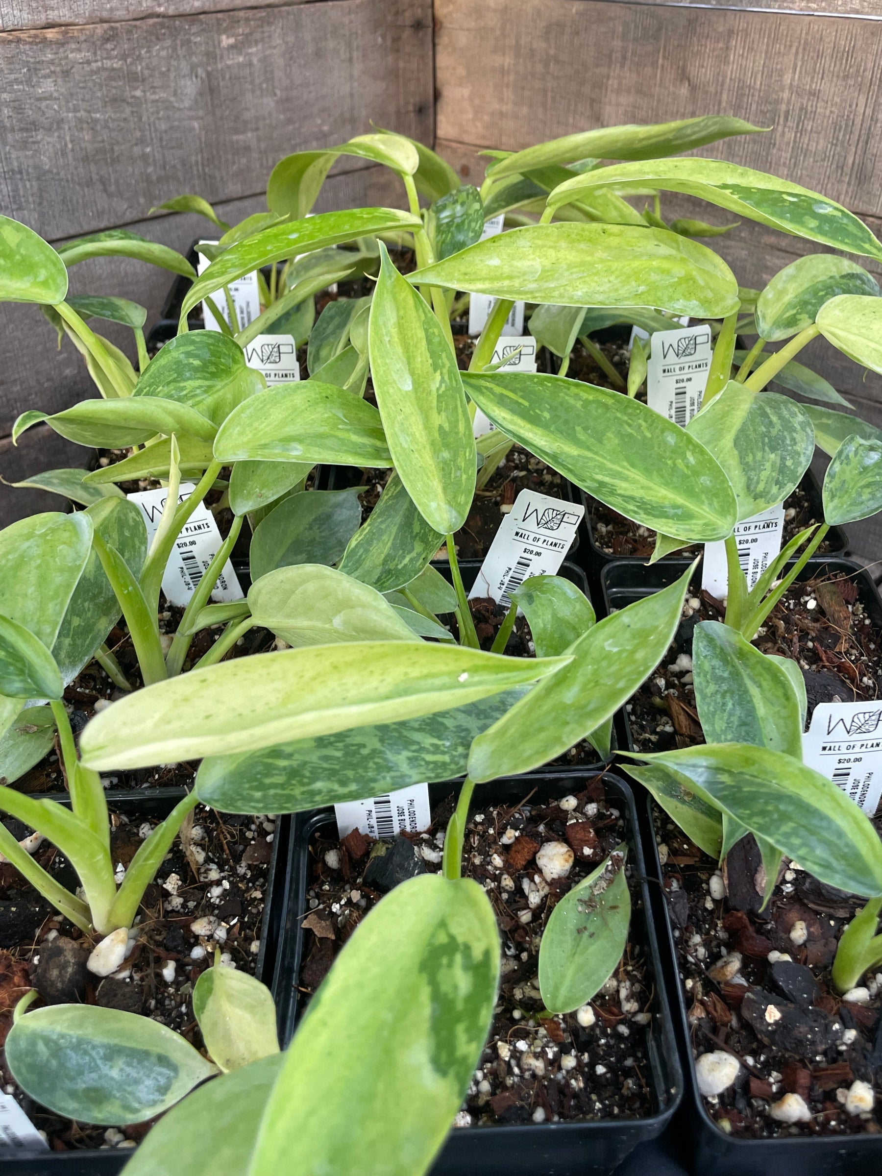 A group of Philodendron Jose Buono plants in black pots with green and white variegated leaves