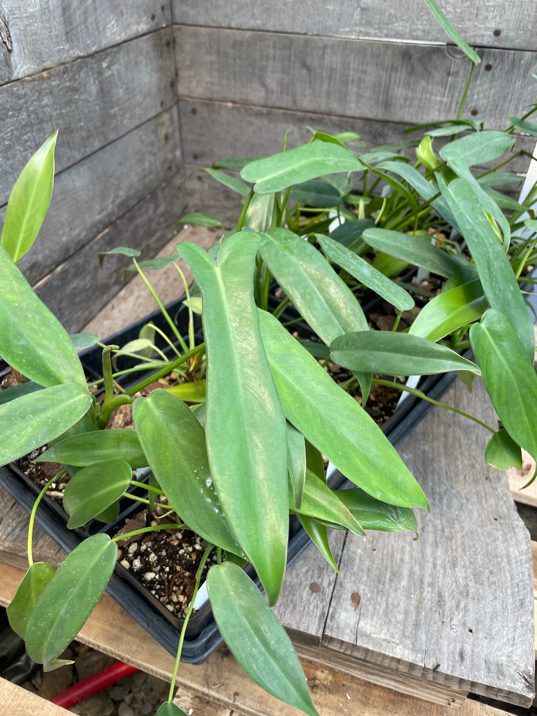 Potted Philodendron Longilobatum Lelanos in a flat