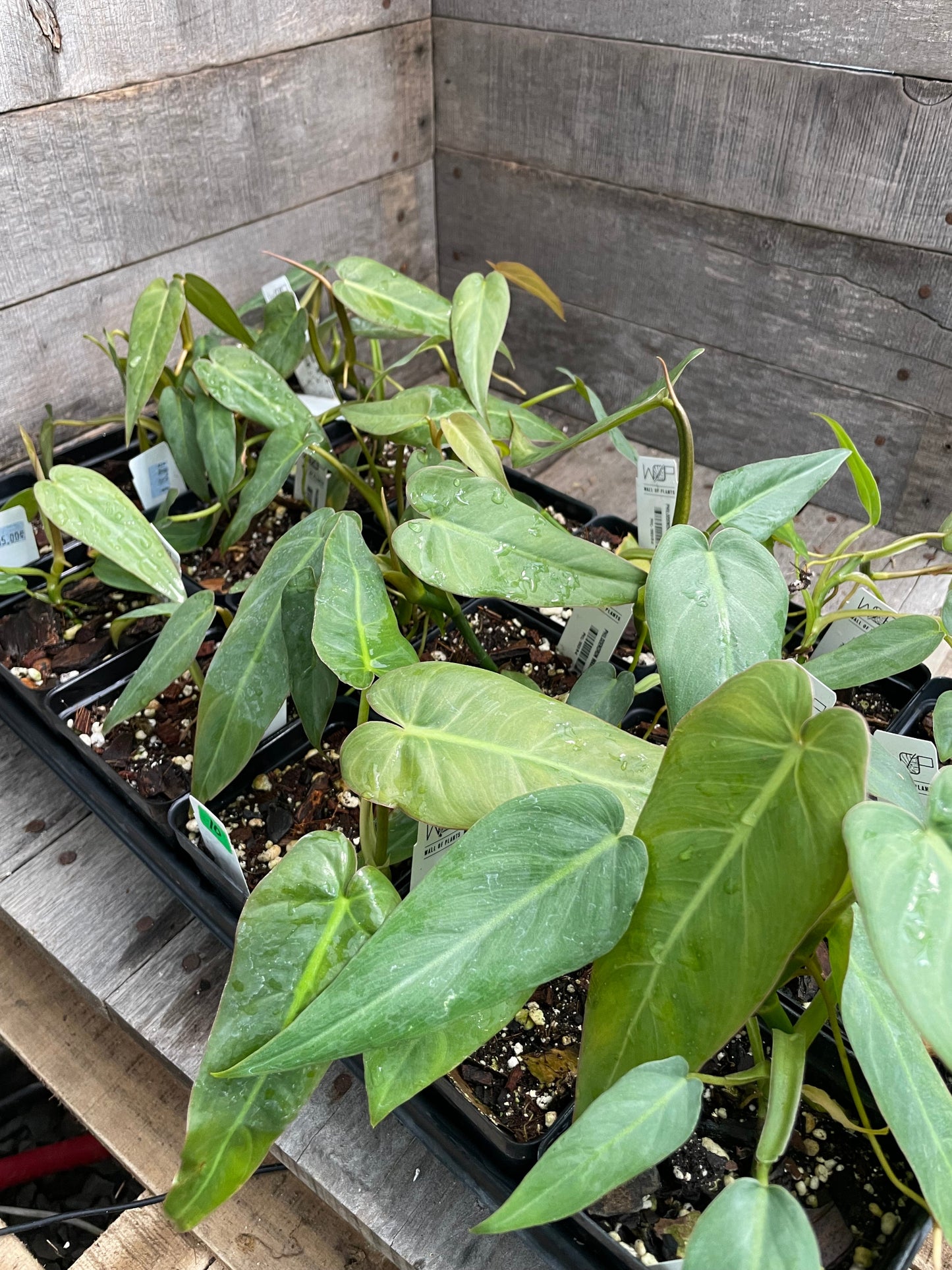 Philodendron Maximum