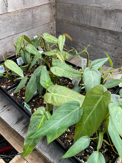 Philodendron Maximum