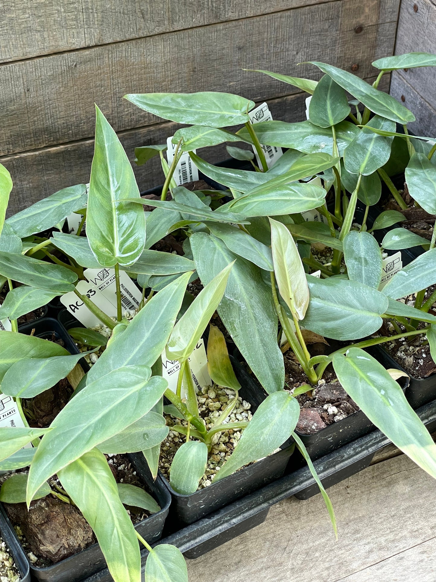 A group of Philodendron Maximum plants with large green leaves in a nursery setting