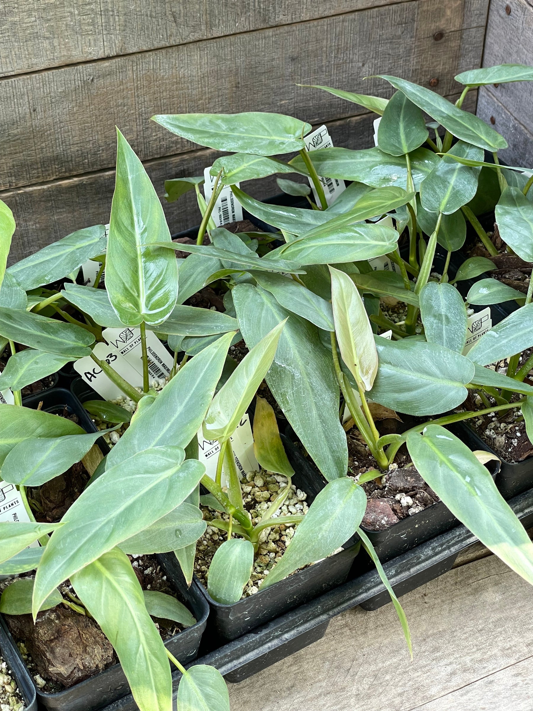 A group of Philodendron Maximum plants with large green leaves in a nursery setting