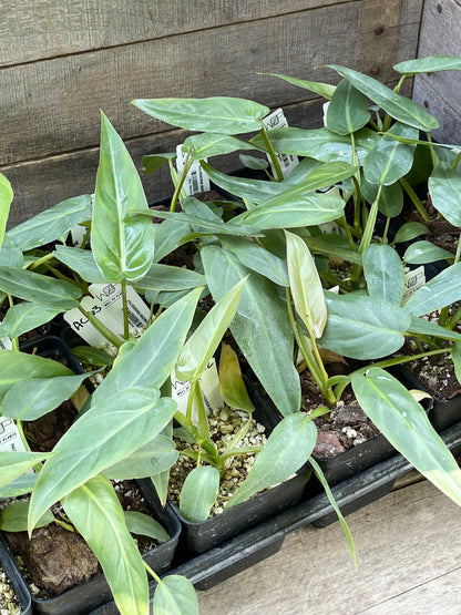A group of Philodendron Maximum plants with large green leaves in a nursery setting