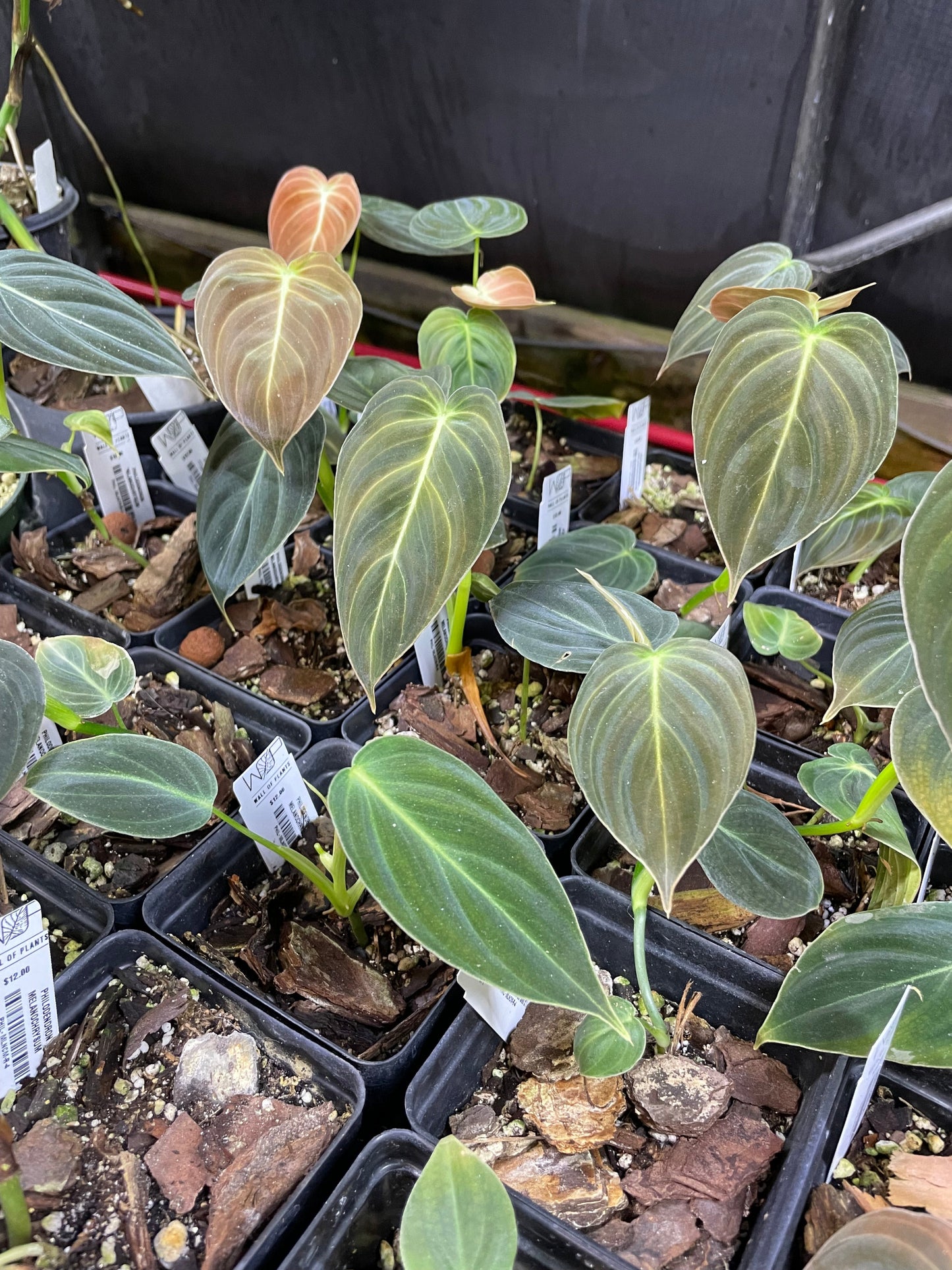 A group of Philodendron Melanochrysum plants with velvety dark green leaves and golden-yellow veins