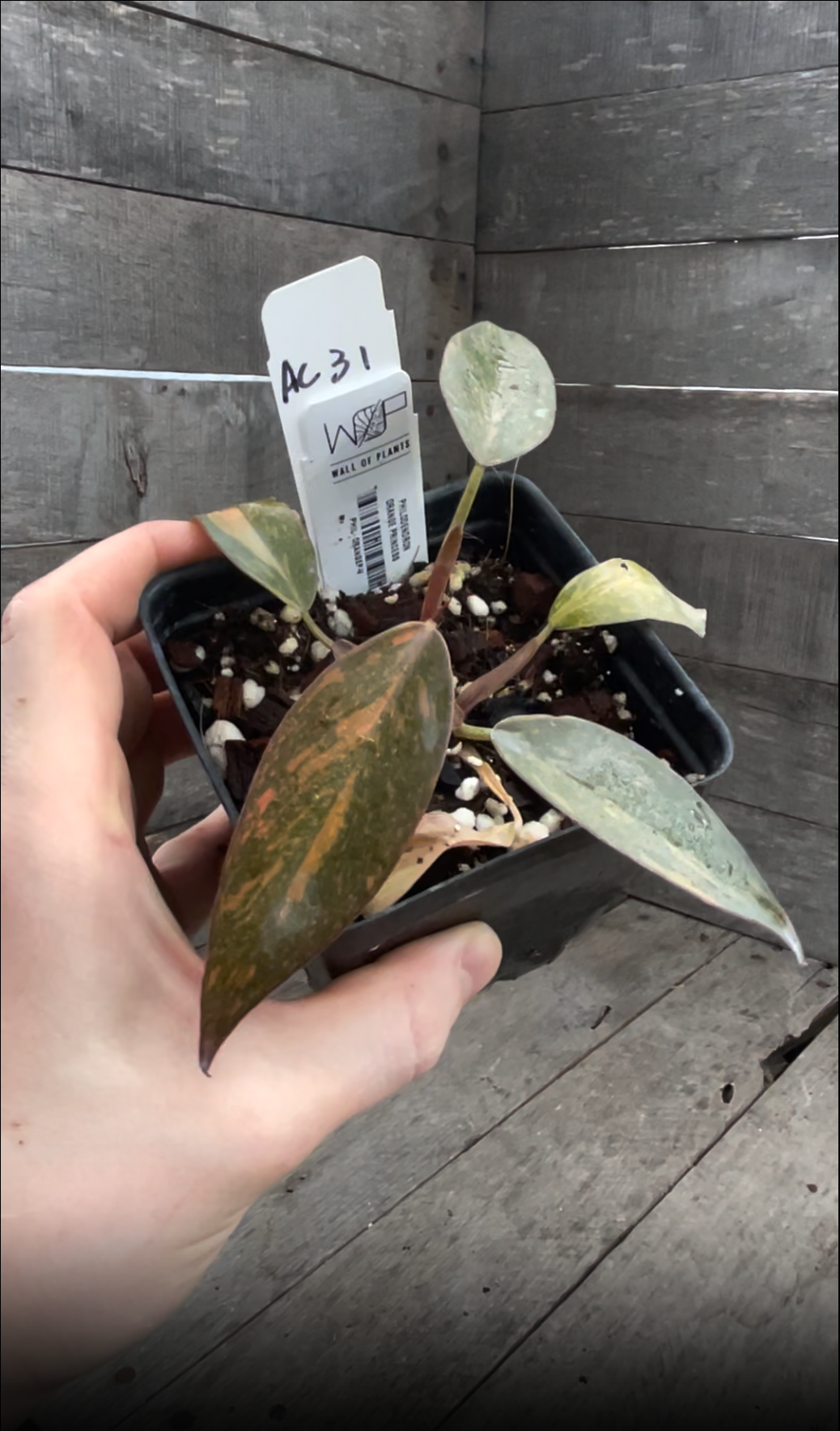 Philodendron Orange Princess Galaxy