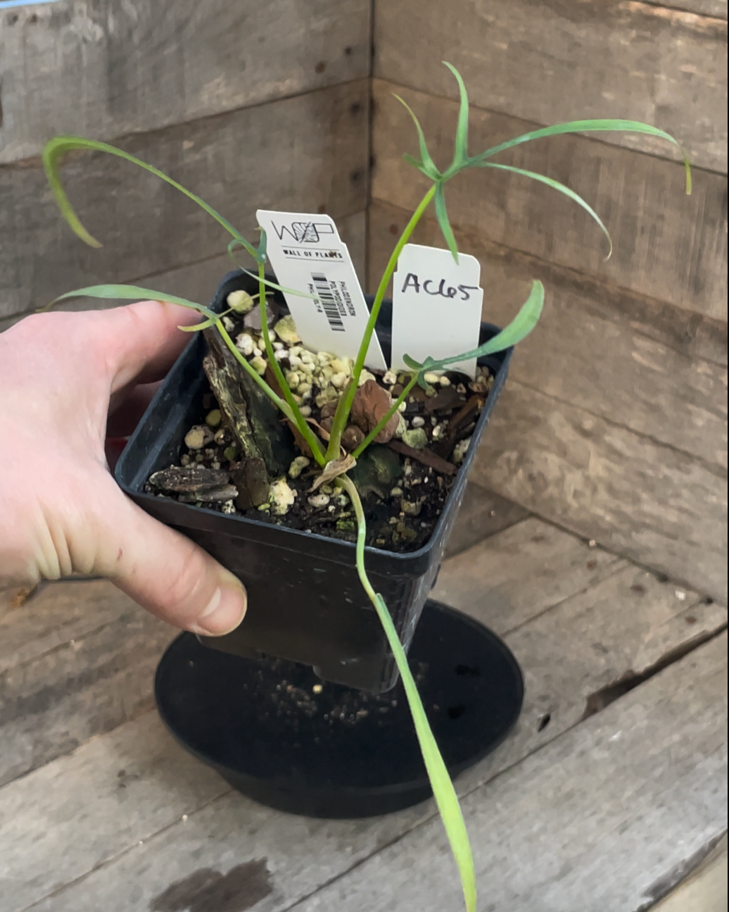 Philodendron Polypodioides