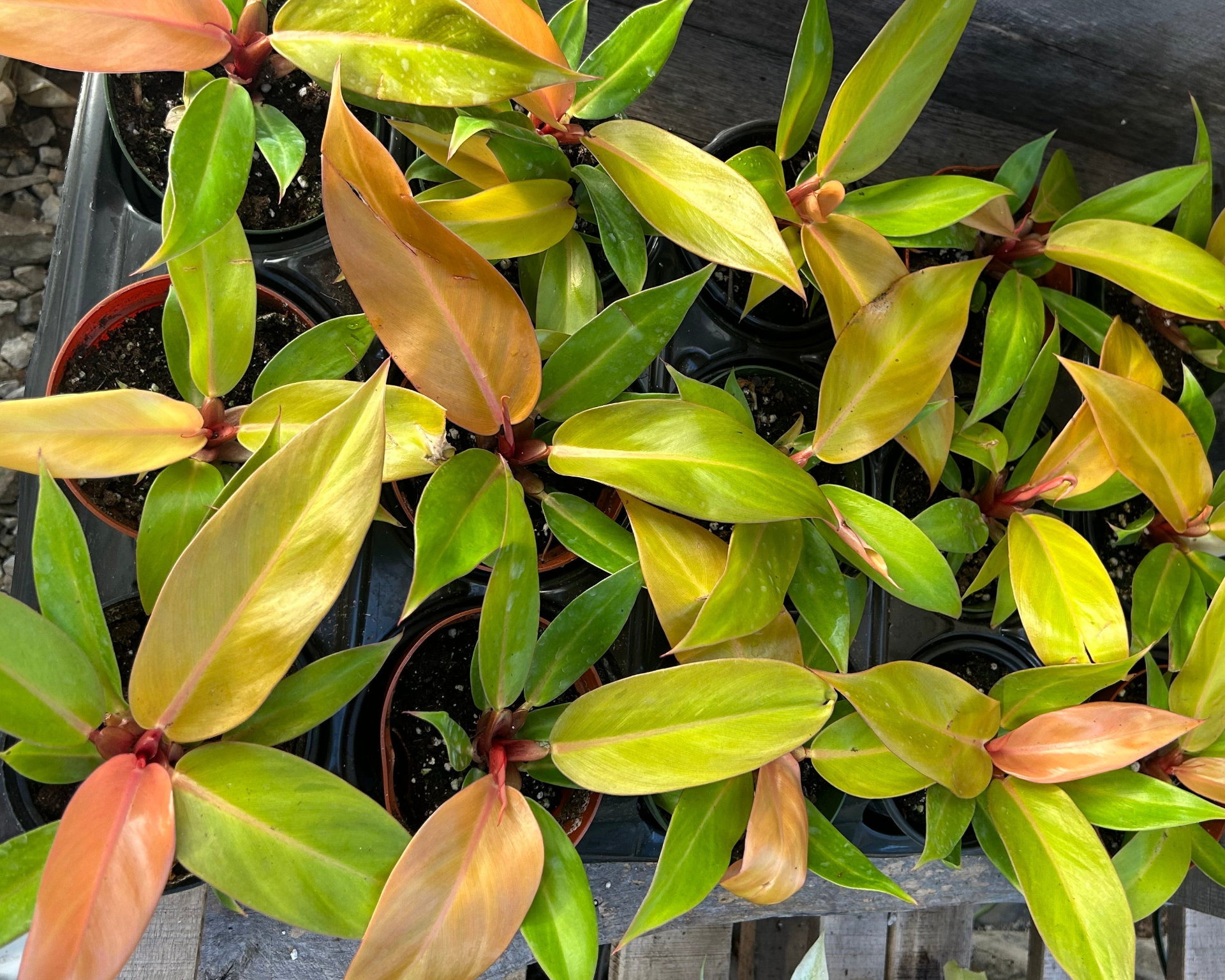 Philodendron Prince Of Orange