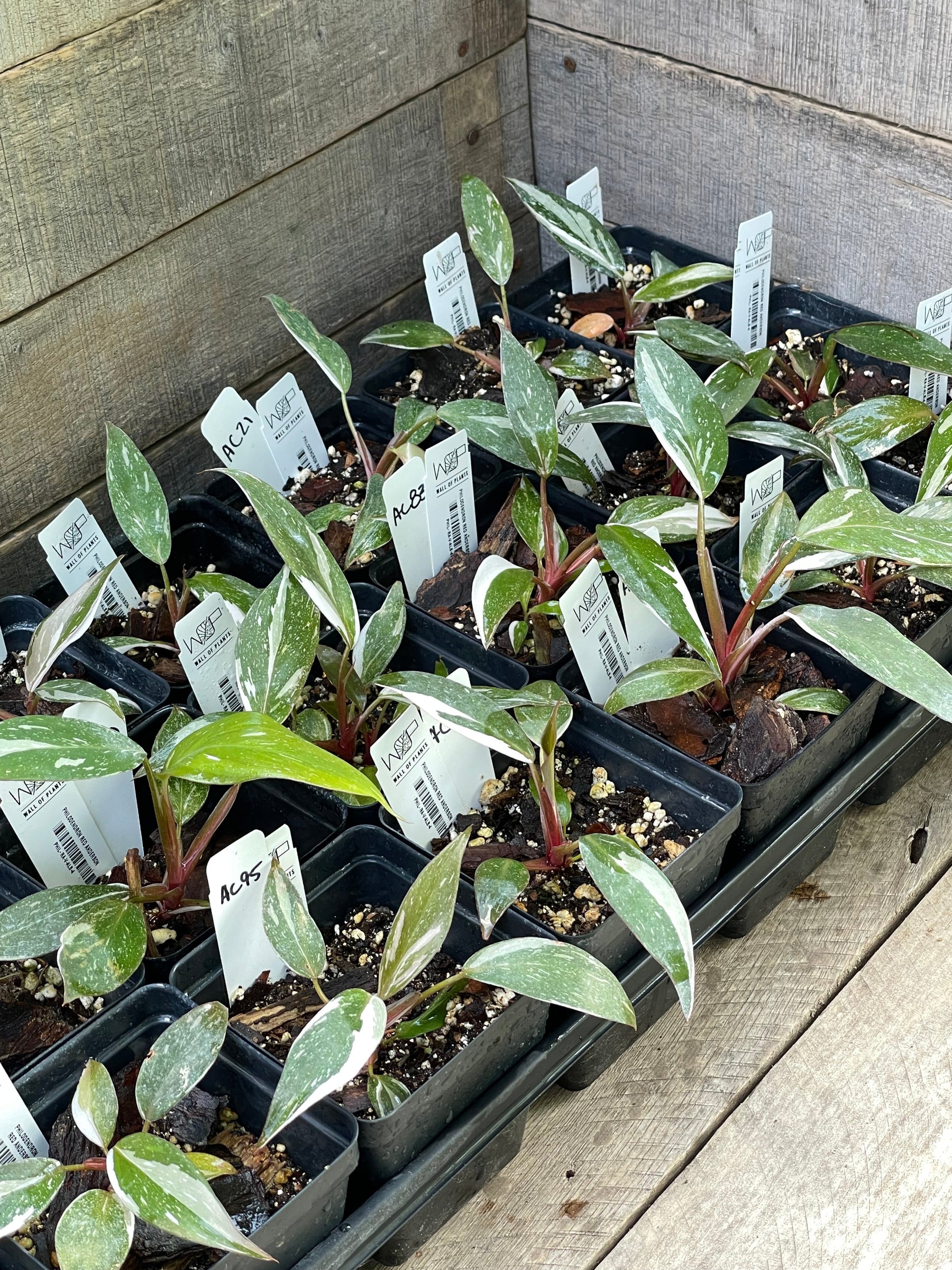 Philodendron Red Anderson – Wall of Plants