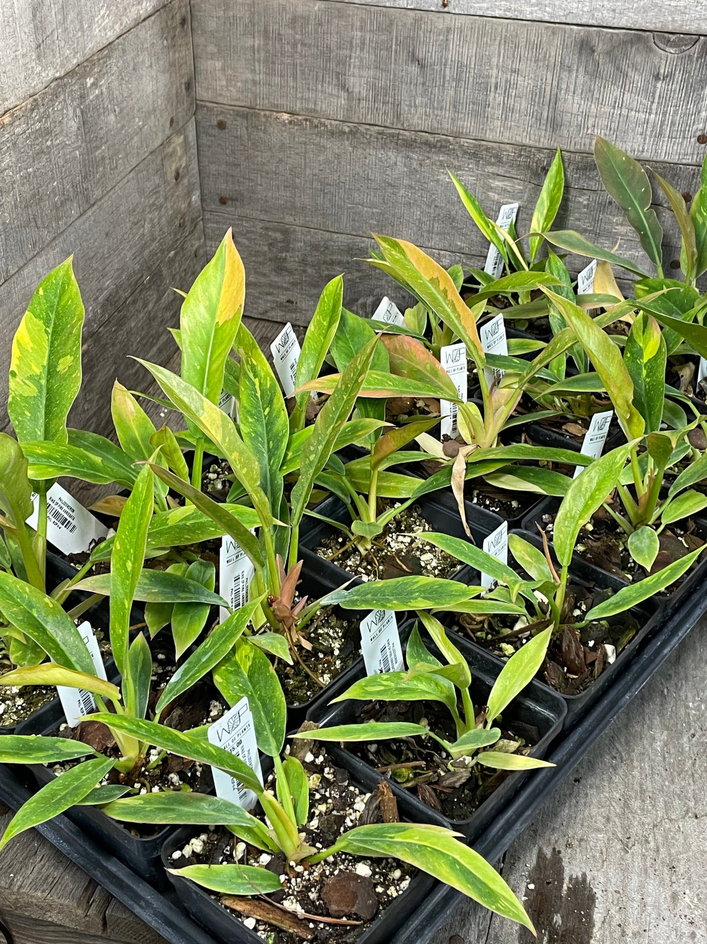 A group of Philodendron Ring of Fire Variegated plants with green, yellow, and orange leaves, growing in pots.
