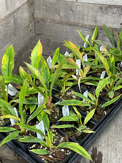 A group of Philodendron Ring of Fire Variegated plants with green, yellow, and orange leaves, growing in pots.