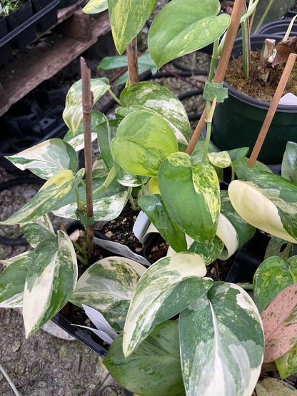 Variegated green and white leaves of  Variegated Scindapsus Jade Satin plants in a flat.