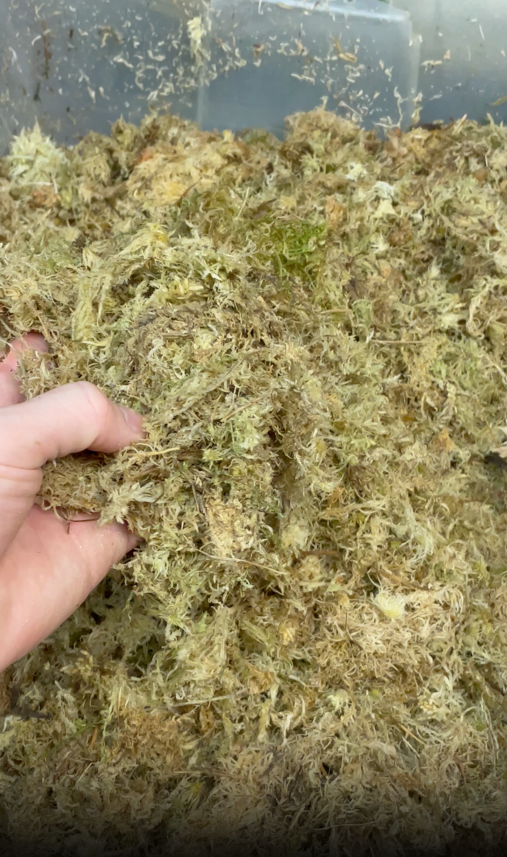 Sphagnum moss in a container