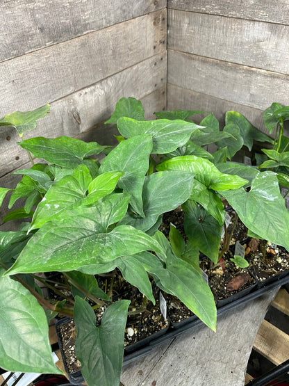 A group of Syngonium Albo plants with lush green leaves, growing in a black pot placed on a wooden surface.