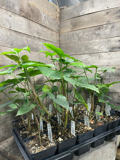 Syngonium Albo FLat