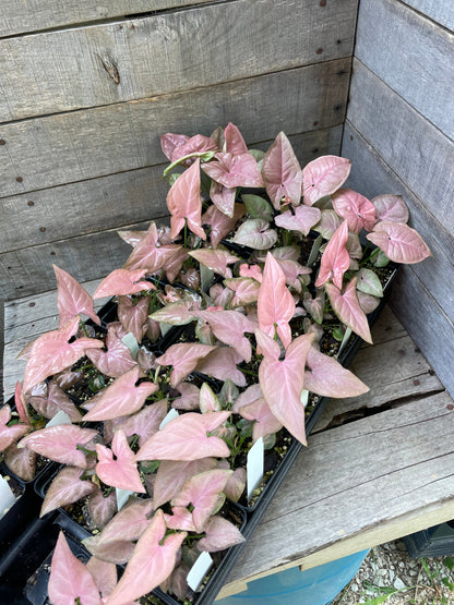 A Syngonium Pink Perfection plant with pink variegated leaves, potted and placed on a wooden surface.