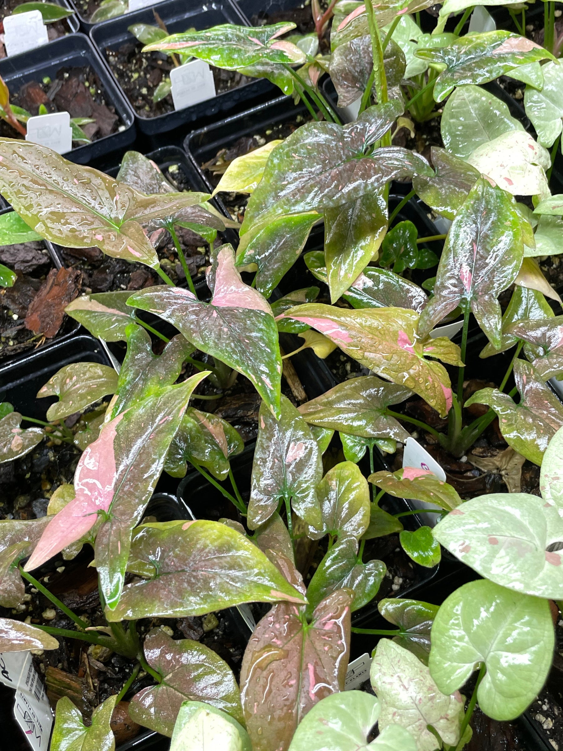 Syngonium Pink Splash
