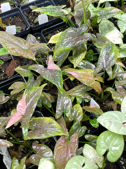 Syngonium Pink Splash