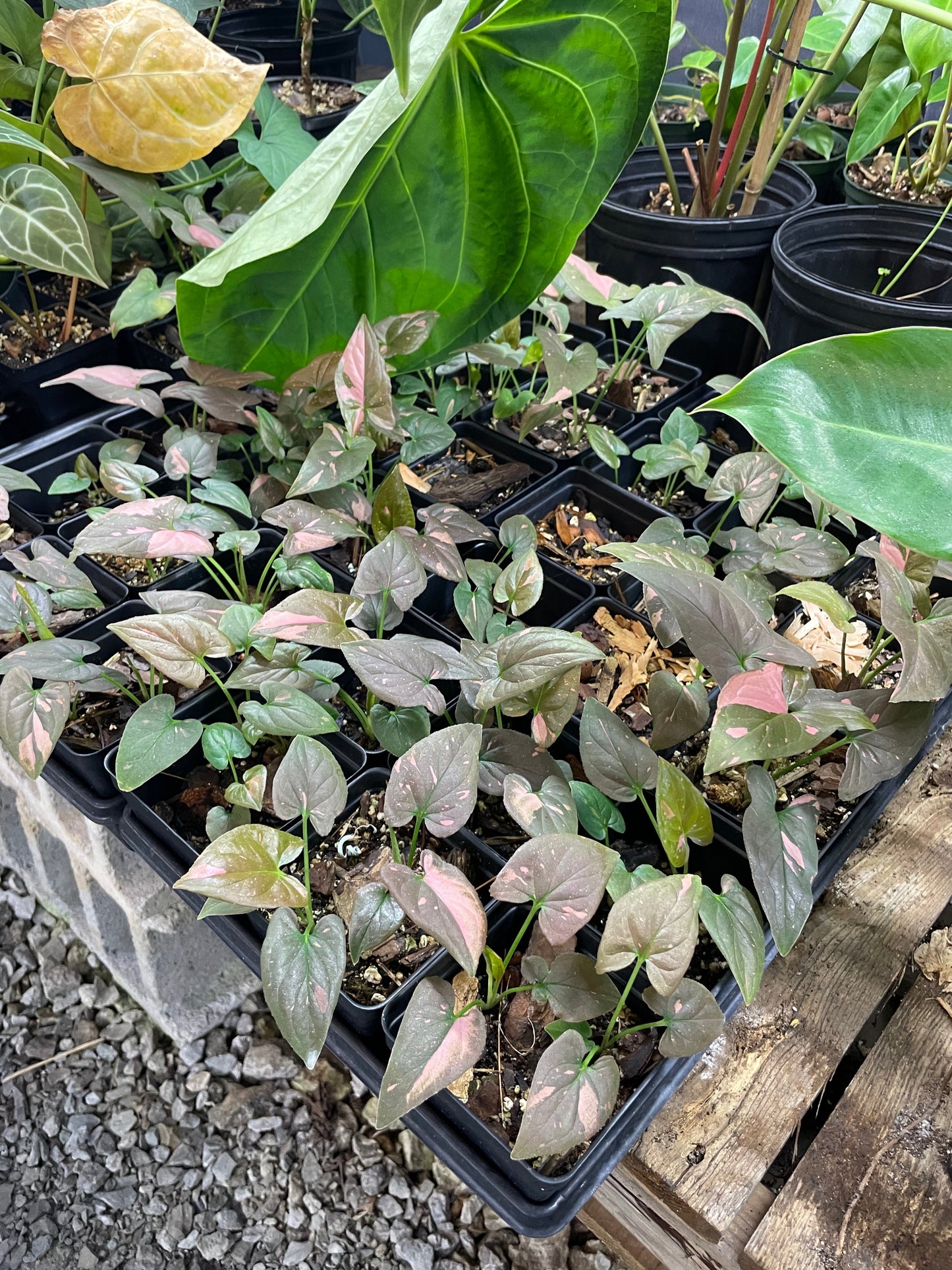 Syngonium Pink Splash