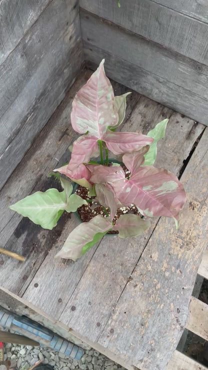 Syngonium Double Pink AA07