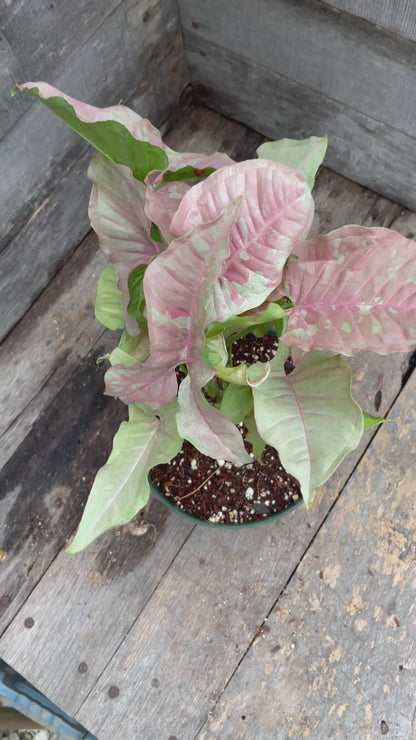 Syngonium Double Pink AA06